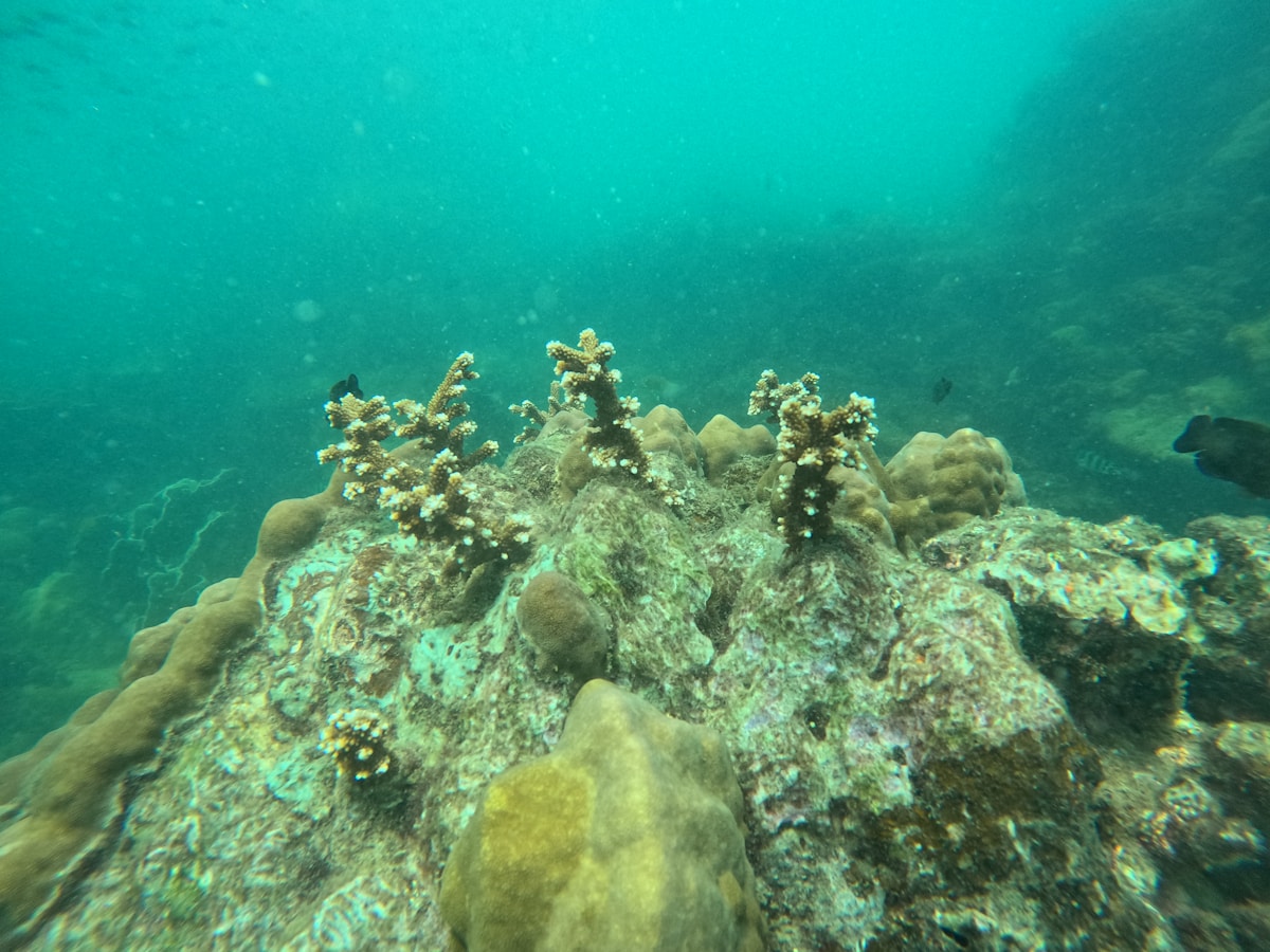 GoPro Snorkelling Tour Phu Quoc: underwater video you keep