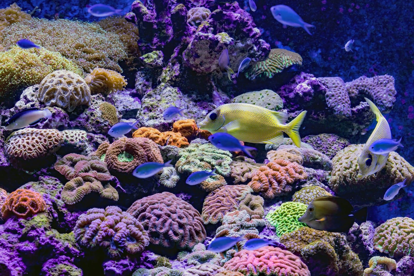 Colorful tropical fish swimming through coral, the kind of reef life you'll see diving around An Thới, Phú Quốc