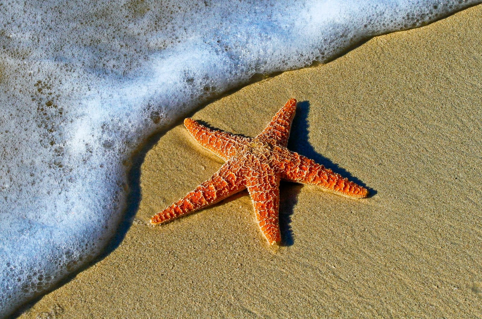 Bãi Rạch Vẹm Phú Quốc: where the starfish actually live