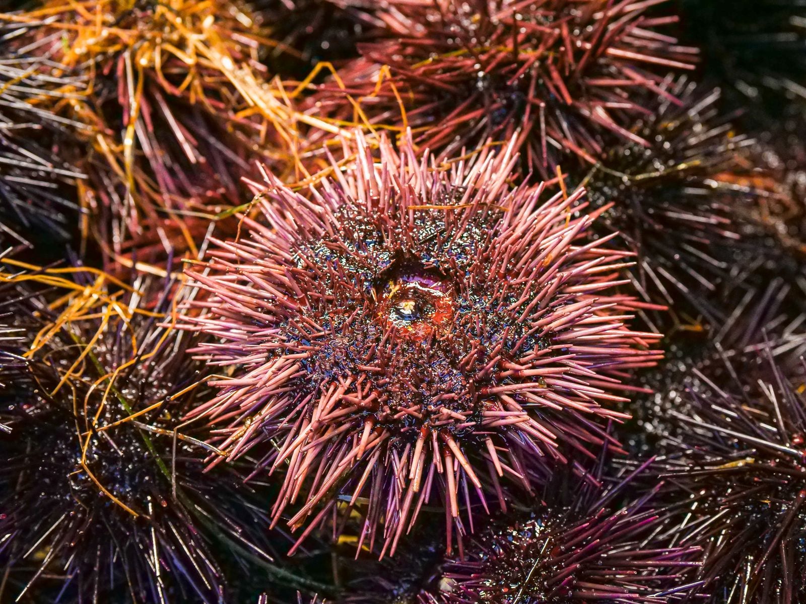 Nhum biển Phú Quốc: where to eat sea urchin and what to order