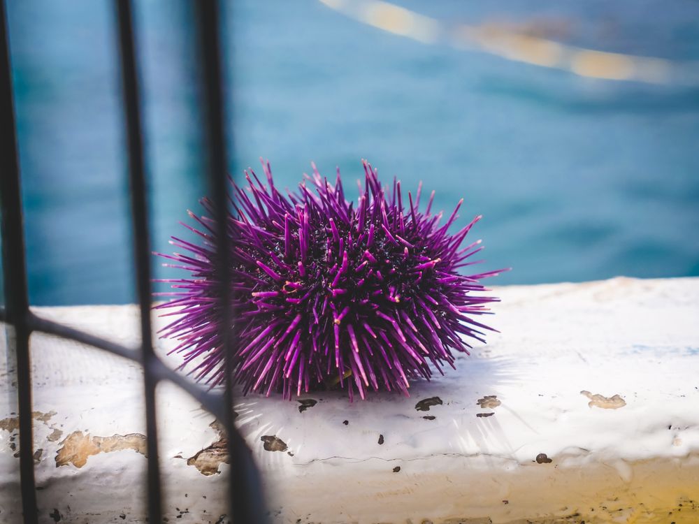 Close-up of a purple sea urchin's spiny exterior, the same species found along Phú Quốc's southern reefs